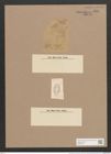 Navicula cluthensis var. minuta Cleve (de-Toni-Nr.: Genus 1, Species 468) Zeichnungen Sammlung Grunow Nr. 976 (NHMW-BOT-W0367483)